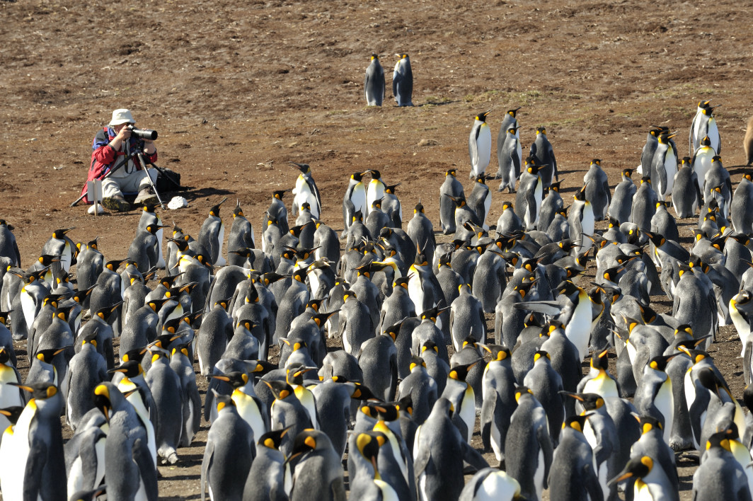 Pinguine kniescheiben haben Frage und