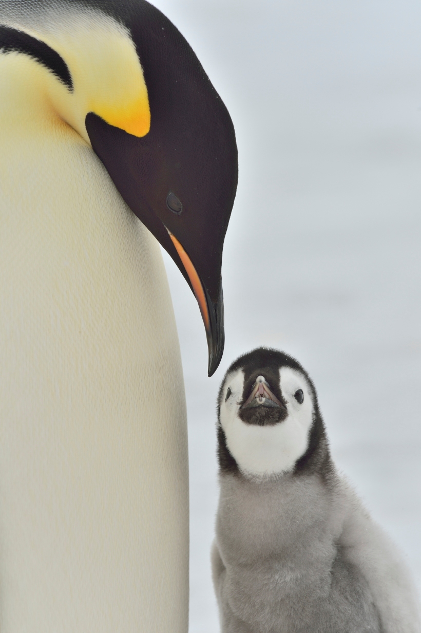 April bis August in Bildern – Pinguine – Antarktis-Blog: AtkaXpress